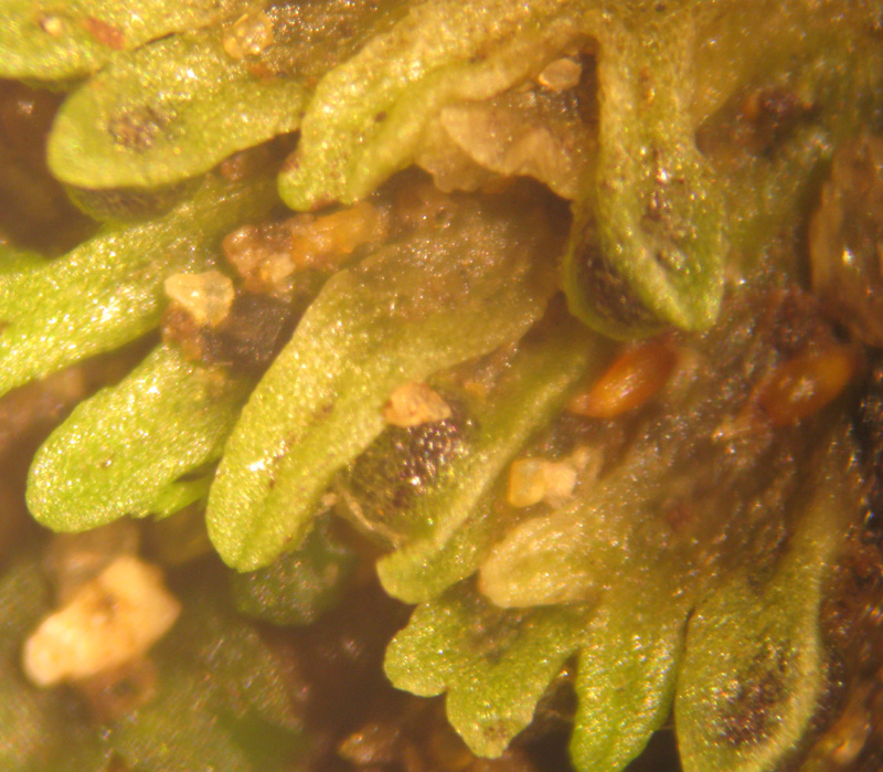Riccia huebeneriana subsp. sullivantii
